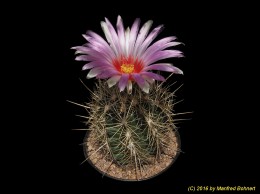 Thelocactus bicolor 1650